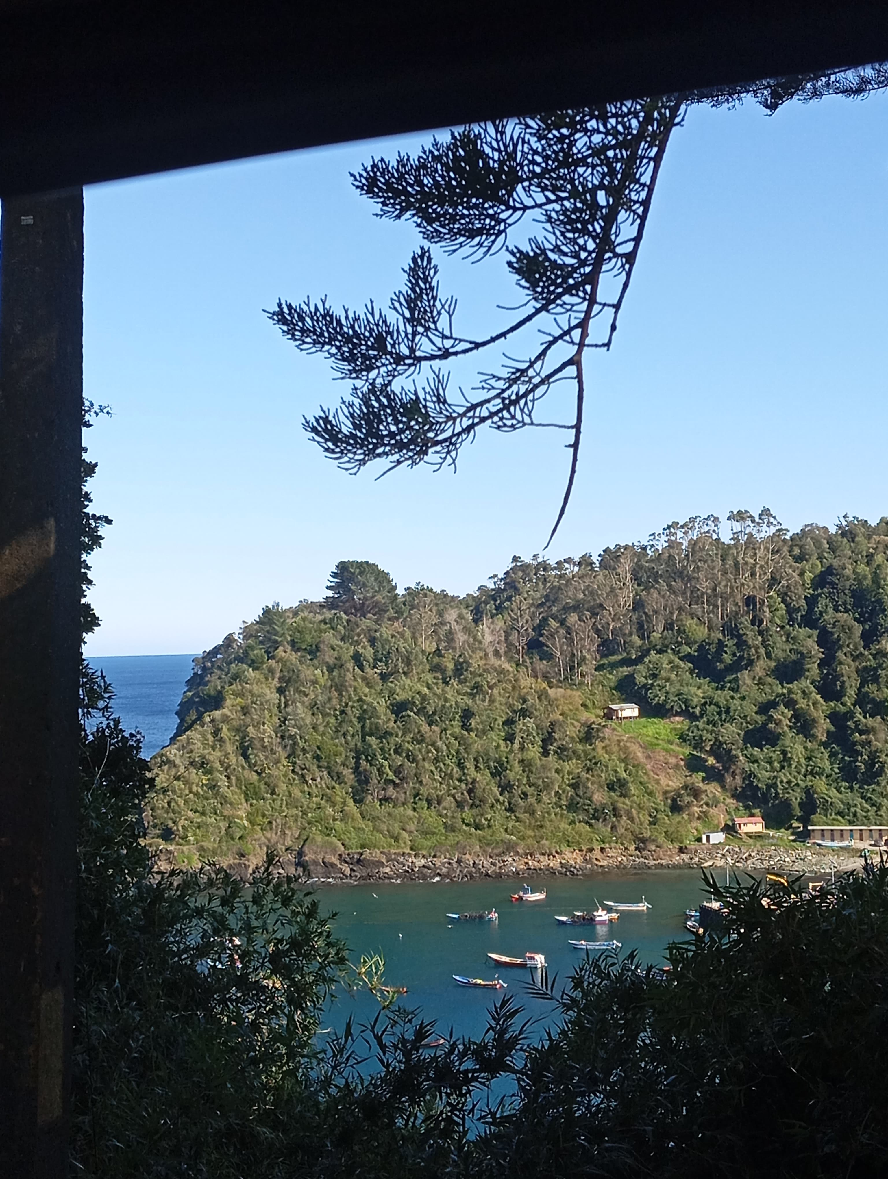 Bosque nativo y caleta vistos desde Trill Trill House